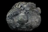 Bumpy, Enrolled Drotops Trilobite - Around #76207-1